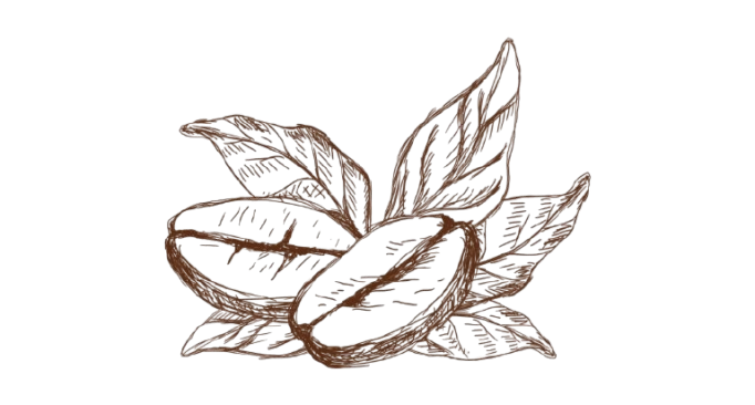 409-4099885_coffee-coffee-plant-drawing-png-removebg-preview