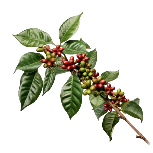 image-from-rawpixel-id-12029162-jpeg-removebg-preview